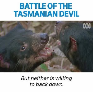 "Besides food, there’s just one other thing on a male devil’s mind..." | ABC iview