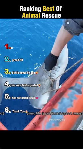 Ranking Funniest animal rescue moments😂🤣