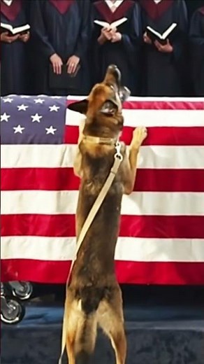 Heartbreaking moment dog cries for fallen owner 😭💔🇺🇸 #dog #sad