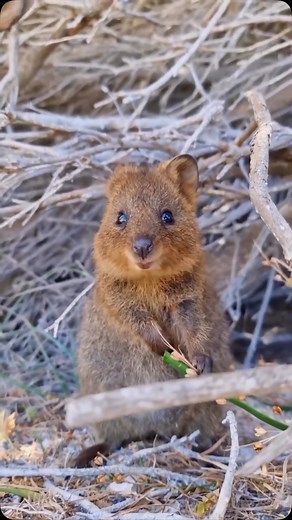 Quokkas, small marsupials native to Australia, are often called the “happiest animals on Earth” due to their cheerful appearance and constant smile-like expressions. These friendly creatures are known for their curious and approachable nature, which has made them a favorite among wildlife enthusiasts. Despite their playful demeanor, quokkas are wild animals and thrive in their natural habitats, such as Rottnest Island, where they are protected and can be observed in their joyful element. Credit 