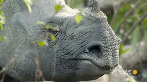 The sheer numbers involved in raising a rhino calf are staggering: a young rhino can drink up to seven gallons of milk a day — which means the mom needs up to 110-pounds of grass each day to sustain herself! 🎥Into the Wild: India | Smithsonian Channel