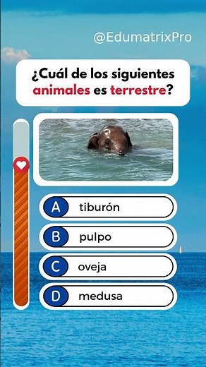 Land animals