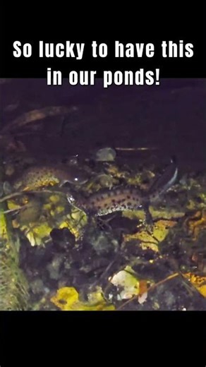 Newt mating dance #pond #newt #greatcrestednewt #wildlife #amphibian