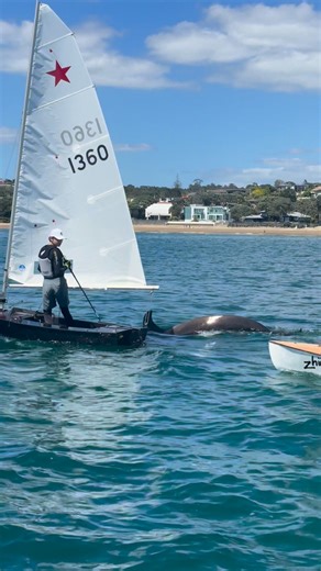 Here’s a slow-mo, better quality clip from yesterday’s orca sighting at MBSC courtesy of our brilliant coach Naiomi Ferrissey - what a moment for our Starling sailors Tim Stuart and Harry Atkinson! ✨ As they approached our boats, our sailors stayed calm, slow, and predictable, giving this curious pod plenty of space to swim safely around them. We are so proud of our sailors for the respect they showed for these creatures. These mammals are highly aware of their surroundings and move with amazing