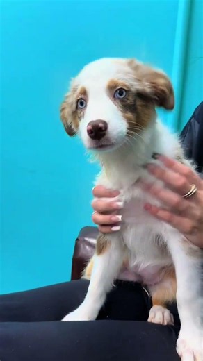 The Dreamiest Ocean Eyes! 🌊🩵 Meet This Australian Shepherd Puppy | Petland Tulsa 🐾