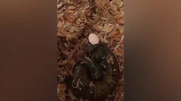 Mystery solved as huge carnivorous snail filmed laying an egg from its neck