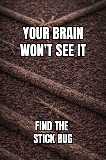 Your Brain Won’t See This Stick Bug | 95% FAIL