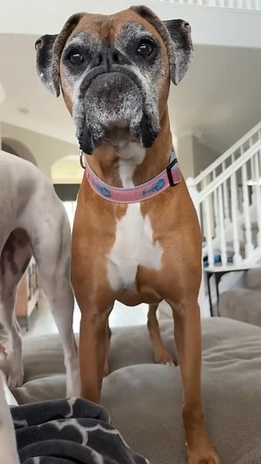 46K views · 3.2K reactions | Soo cute boxer dog..殺﫶 #boxerdog #boxerlover | The boxer lover | Facebook