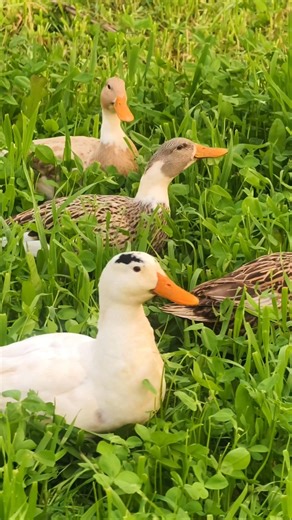 Duck Sound 1 Hour Loop | Relaxing Nature Bird Sounds UK USA #duckcalling #duckcall #ducklife