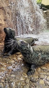 5.3K views · 278 reactions | Phoebe and Grimsey enjoying the sun and their water feature. 殺 Visit them at Sea Lion Point! | SeaWorld San Diego | Facebook