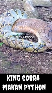 62K views · 287 reactions | King cobra makan python. King cobra sulit menelan Leher king cobra di lilit python | Subari | Facebook