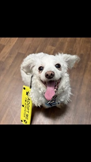 1.6K views · 63 reactions | Got a minute? Take a peek at our newest Rocket Dogs on our website. (Got a second, share this post.) www.rocketdogrescue.org • • • #newarrivals #alldogsareindividuals #rescuedogsofinstagram #rescuedogsofinstagram #puppiesofinstagram #adoptaseniorpetmonth #friyay #newreel | Rocket Dog Rescue | Facebook