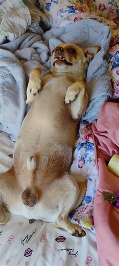 My Craigslist Chihuahua