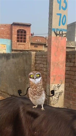owl funny dance 😂 #trending #viral #shorts