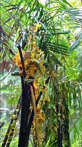 Epic Jungle Wildlife Survival Symphony