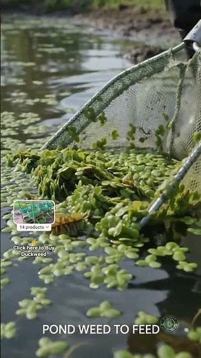 Why Farmers Grow This Tiny Floating Plant🤨