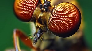 How Different Animals View the World