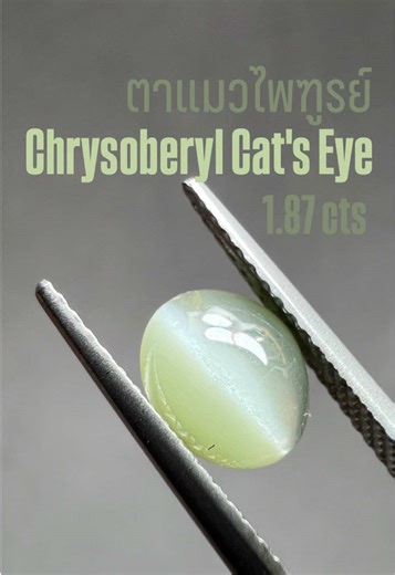 ตาแมวไพฑูรย์ Chrysoberyl Cat's Eye น้ำหนัก 1.87 กะรัต ขนาด 6.5x7.6x4.0 มิล #ตาแมว #Chrysoberyl #catseye #แหวนตาแมว #fyp