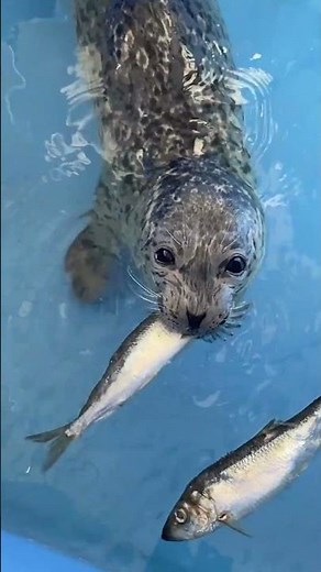 Baby seal hilariously learns how to eat fish