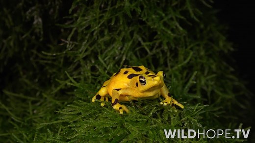 8.1K views · 130 reactions |  The deadly amphibian disease...