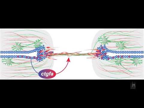 Spinal Cord Injury and Regeneration in Zebrafish