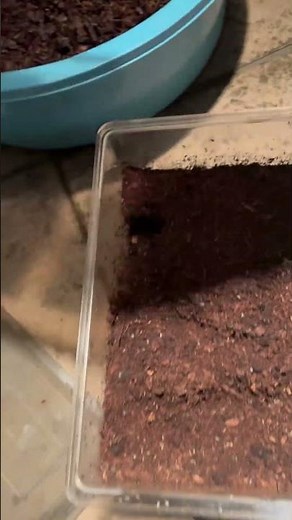 クロバネキノコバエ 大量発生