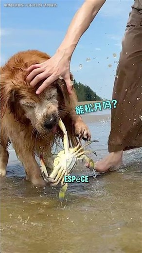 Nous étions bloqués sur l'île au citron 🍋😰 #shorts