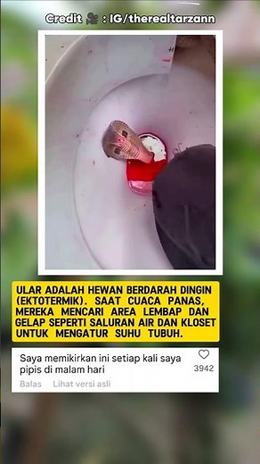 Cara Mencegah ular masuk rumah atau kloset | Edukasi