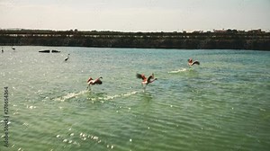 Spanish pink flamingos take flight as drone passes overhead. Majestic pink birds with wide wingspan fly low across the water as it reflects shimmering sunlight. Aerial 4k footage.