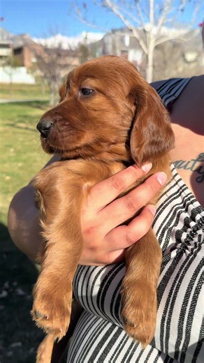 Irish Setter Puppies Crave Human Connection