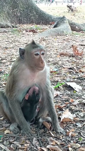 Monkey 🐒🐵 Mummy is breastfeeding her baby 🍼😘 #naturelovers #viralvideo