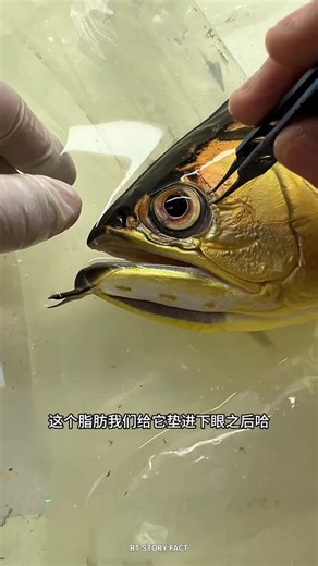 The fish underwent eye surgery and survived safely~🐠#shorts#popular #fish #fishingvideo #fishinglife