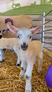 Curious little ones 🥰 Did you know, a healthy newborn lamb can be up and standing on their wobbly legs within around 15 minutes of being born? | Rand Farm Park