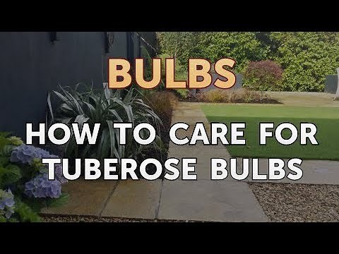 How to Care for Tuberose Bulbs