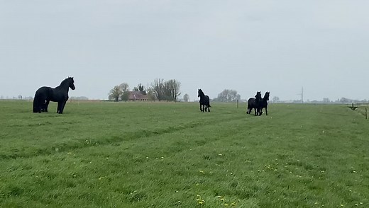 347K views · 15K reactions | Young Friesian stallions in the pasture after winter season in Friesland. | KFPS Royal Friesian | Facebook