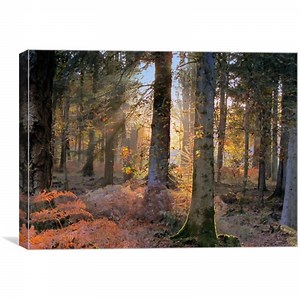 Secret Forest Picture Canvas Wall Art in Colour by Jane Chivers ID #144452