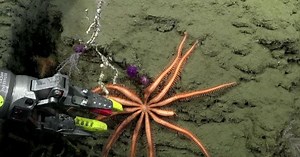 La transmisión en vivo de la vida marina que causa furor en Argentina - La Tercera