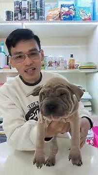 What are the characteristics of Sharpei dogs? #sharpeidog #sharpei #nghiapet #pet #dog