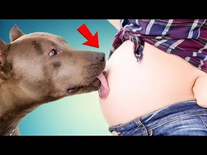 Why Dogs Kiss You: The Science of Dog Love