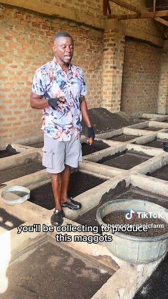 Maggot Farming: A Vital Technique in Agriculture