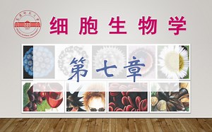 细胞生物学：第七章