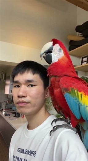 Macaw Ruins My Serious Vlog