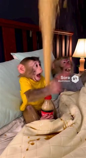 #fypage #fypシ゚ #sora #monkeys