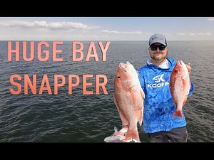 Red Snapper GULF of America