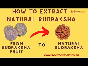 How to Extract Natural Nepali Rudraksha
