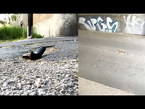 Girl crush my half controller with Szuzuki Alto low weight brutal crushing in spite of that 630kg