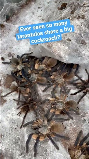 Tarantulas eating cockroaches 🪳 Monocentropus Balfouri communal