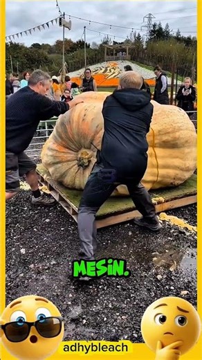 Menang Kontes, Labu Raksasa Ini Malah Dibelah! #shorts