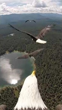 Bald Eagle and GoPro #eagle #animals