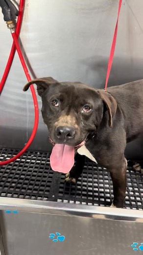 1.2K views · 38 reactions | Dogs with skin issues.  #pitbull #labradorretriever #lab #pittiesoftiktok #bullybreeds #bullies #dogbath #tutorial #eqyssgroomingproducts | Delfina Turiano | Facebook